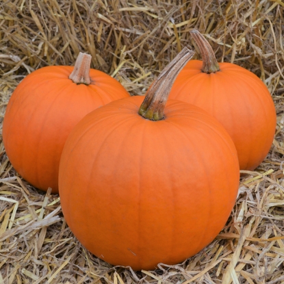 Picture of Pumpkin Orange Smoothie F1